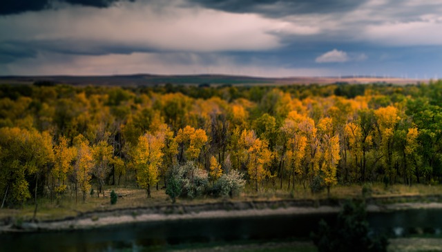 Free Trees Nature photo and picture