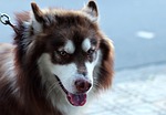 dog, face, puppy