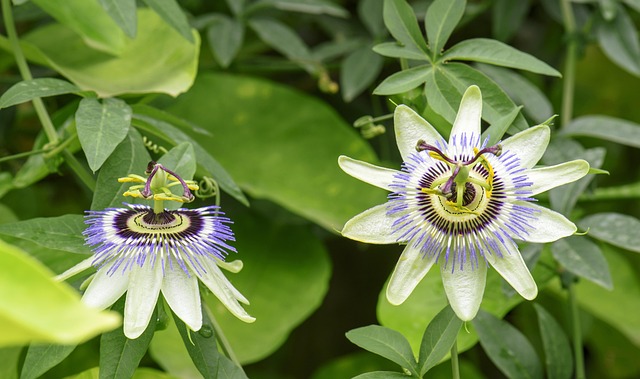 Free Clock Flower Flower Wallpaper photo and picture
