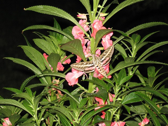 Traça De Beija Flor, Voo Da Traça, Asas