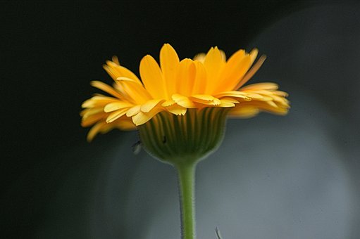 Free Flower Flower Background photo and picture