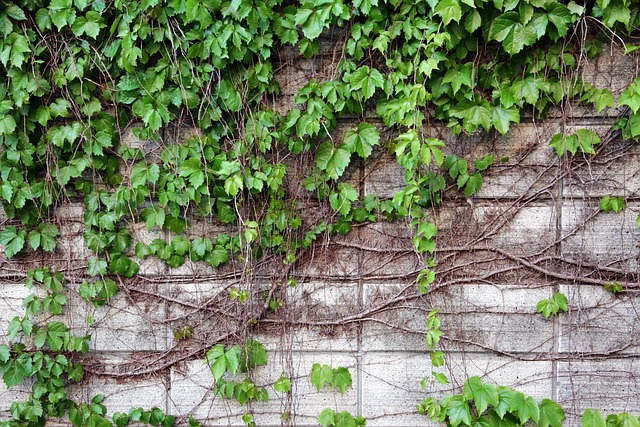 Wand, Natur, Vine, Blatt, Pflanze, Efeu