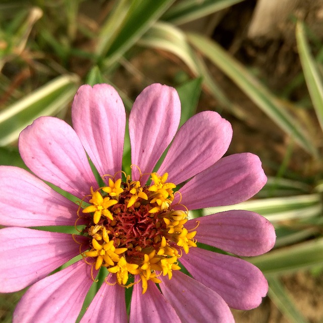 Free Flowers Garden photo and picture