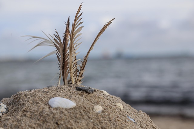 Free Beach Sand Castle photo and picture