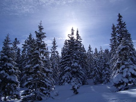 Free Winter Trees photo and picture