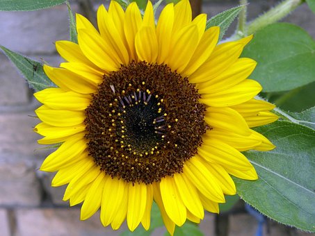 Free Sunflower Yellow photo and picture