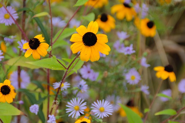 Free Fall Flower photo and picture