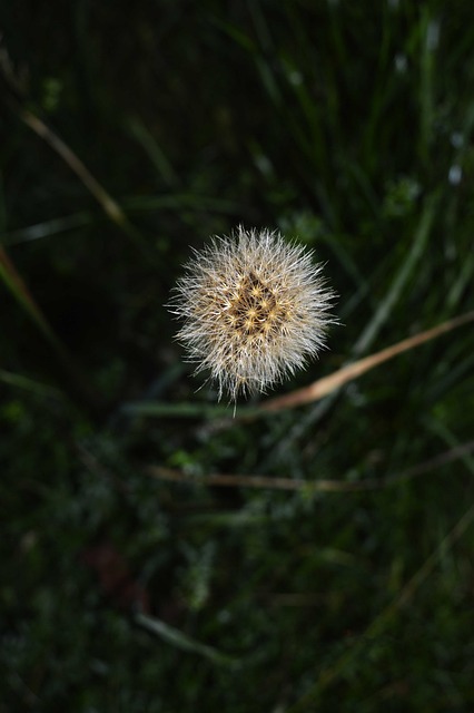 Free Autumn Flower photo and picture