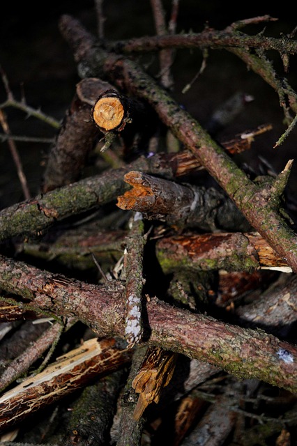 Free Branch Stick photo and picture