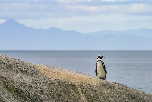 Free Penguin Jackass photo and picture