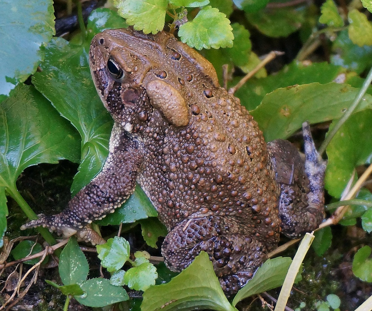 Crapaud Commun Amphibie Photo gratuite sur Pixabay Pixabay