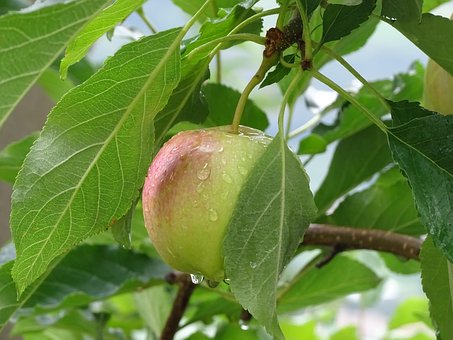 Free Apple Dewy photo and picture