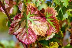 wine leaf, leaf, color