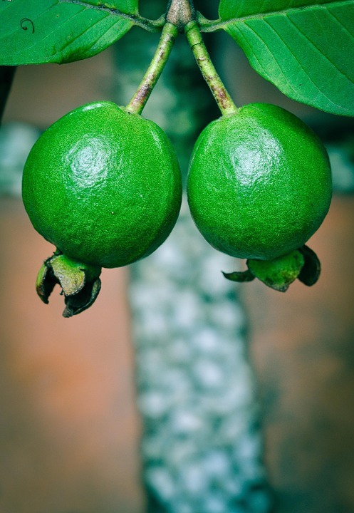 Guava green fresh  free photo on pixabay Guava green fresh  free photo on pixabay