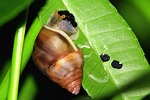 leaf, snail, egg