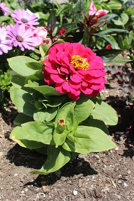 Free Flower Pretty photo and picture