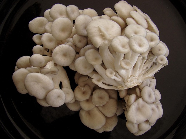 Free Shimeji Mushroom photo and picture
