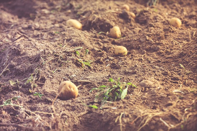 Free Potato Harvest photo and picture
