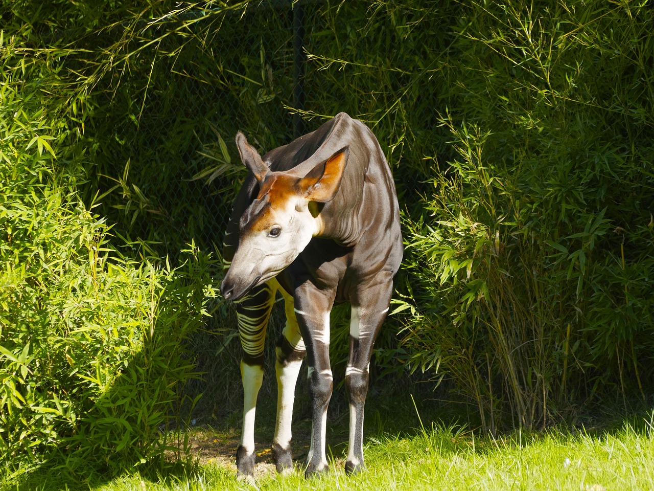 Okapi Okapia Mondonga Gratis Foto Pa Pixabay