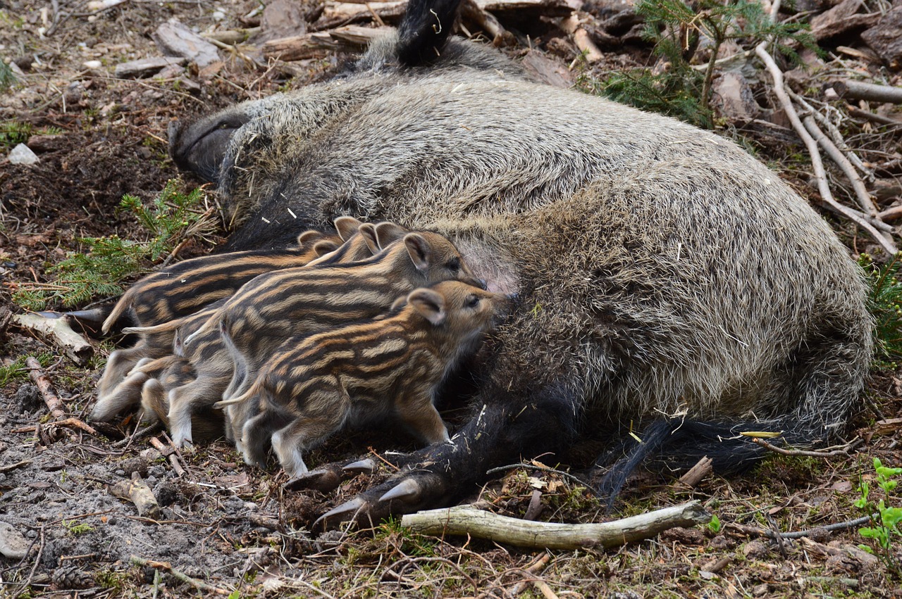 60 000 Free Wild Boar Boar Photos Pixabay