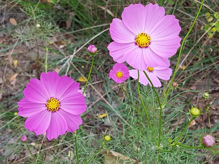 Fall Flowers, Flowers, Blossom