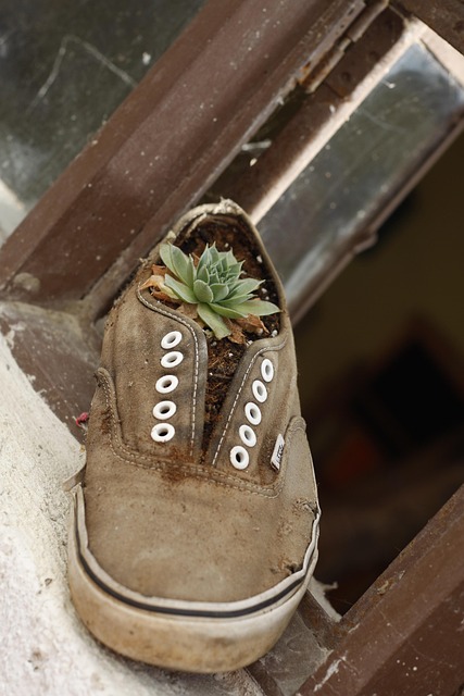 Free Shoe Plant photo and picture