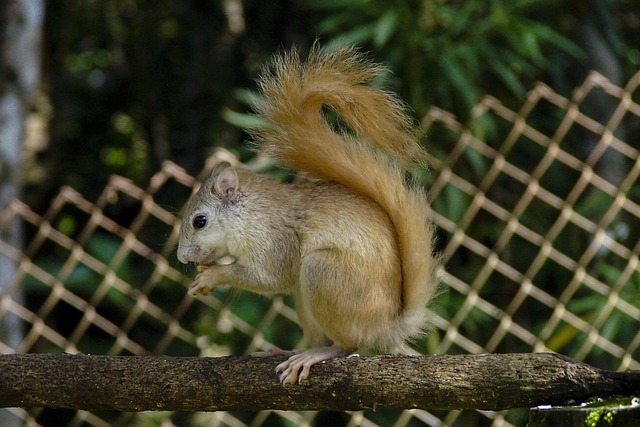 Free Squirrel Albino Squirrel photo and picture