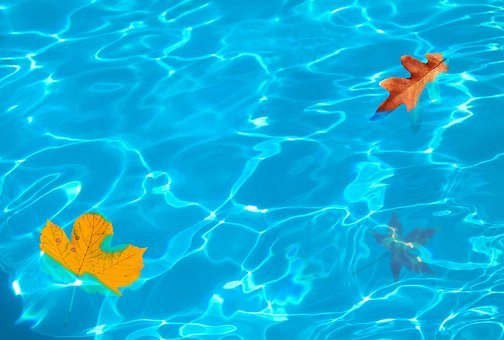 Free Leaves Leaf photo and picture