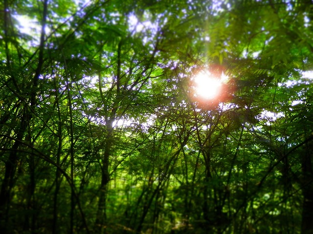 Tree Sunshine Trees Sunshine Sun - Free photo on Pixabay - Pixabay