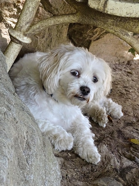 Free Dog Cute photo and picture