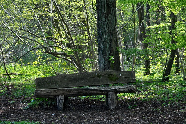 Free Bank Forest photo and picture