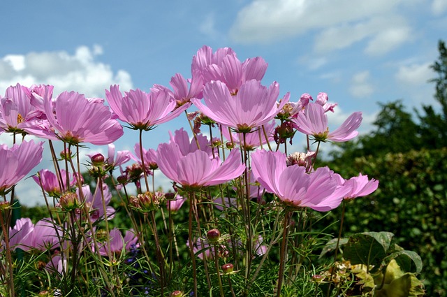 Free Flower Cosmos Bipinnatus photo and picture