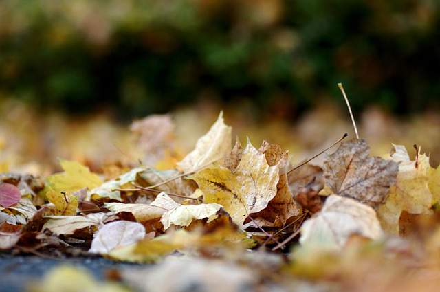 Free Leaves Autumn Nature photo and picture