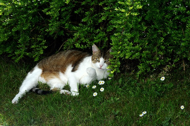 Free Cat Domestic Cat photo and picture