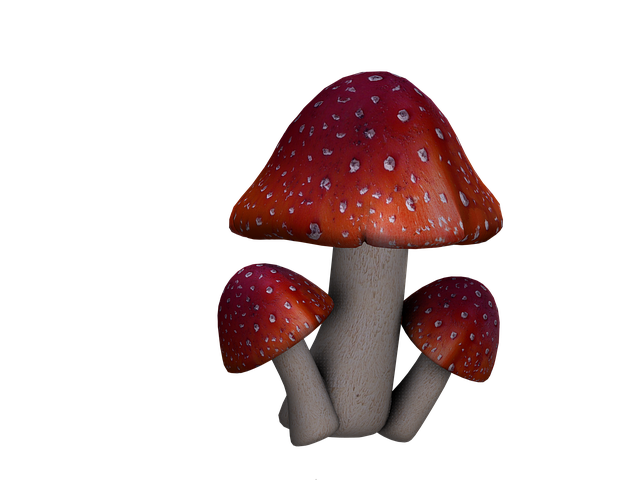 Free toadstool mushrooms fantasy illustration