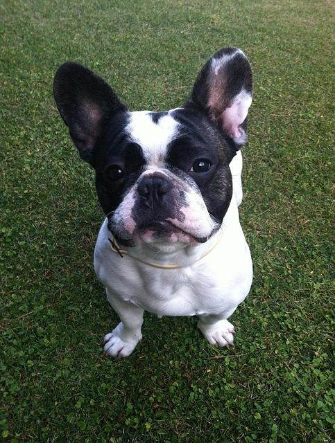 Free Dog French Bulldog photo and picture
