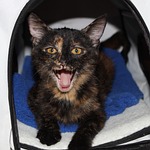 cat, meow, tortoiseshell