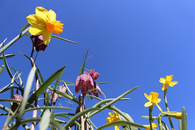 Free Flower Daffodil photo and picture