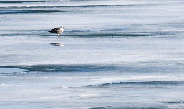 Natur, Is, Måge, Vinter, Fryse, Sø
