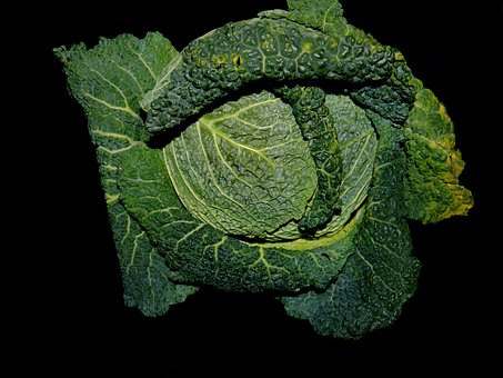 Free Savoy Cabbage photo and picture