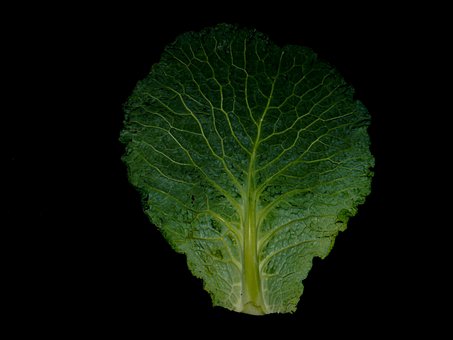 Free Savoy Cabbage photo and picture