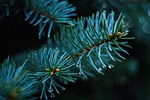 autumn, pine, green