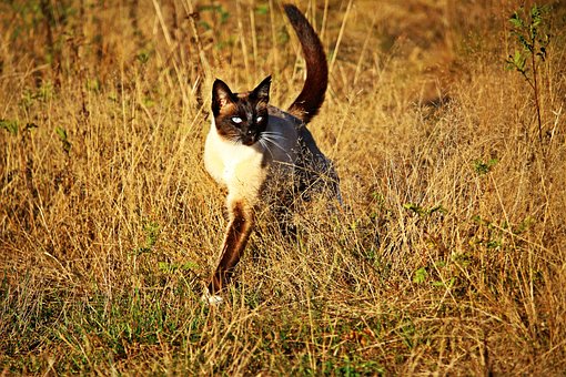 Cat, Siam, Siamese Cat, Siamese
