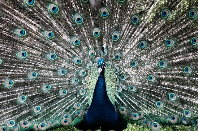 Păun, Animal, Prev, Orbitoare