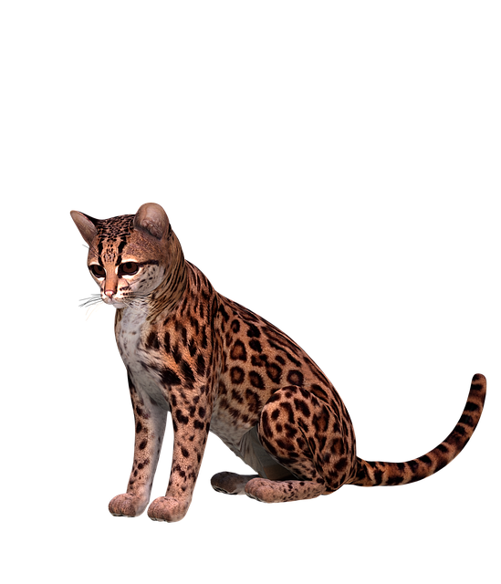Free otzelot big cat spotted illustration