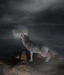 wolf, moon, howl