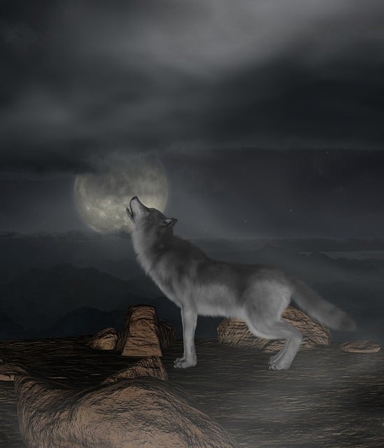 Free wolf moon howl illustration