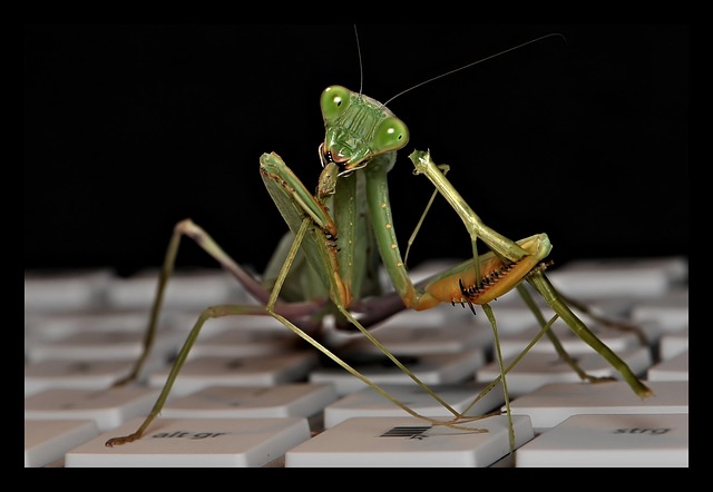 Free Sphodromantis Lineola Mantis photo and picture