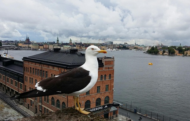 Måge, Stockholm, Fugleperspektiv