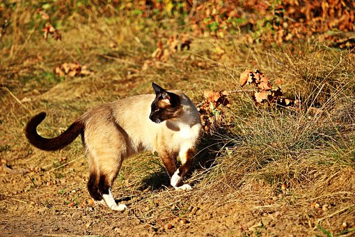Cat, Mieze, Siam, Breed Cat, Siamese